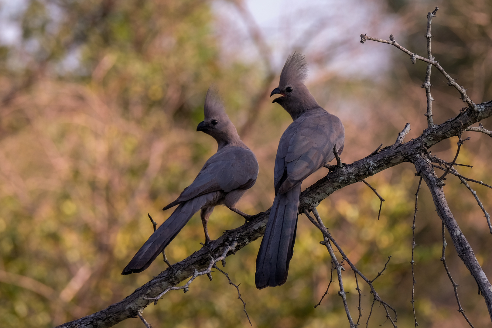 Vogel-Pärchen