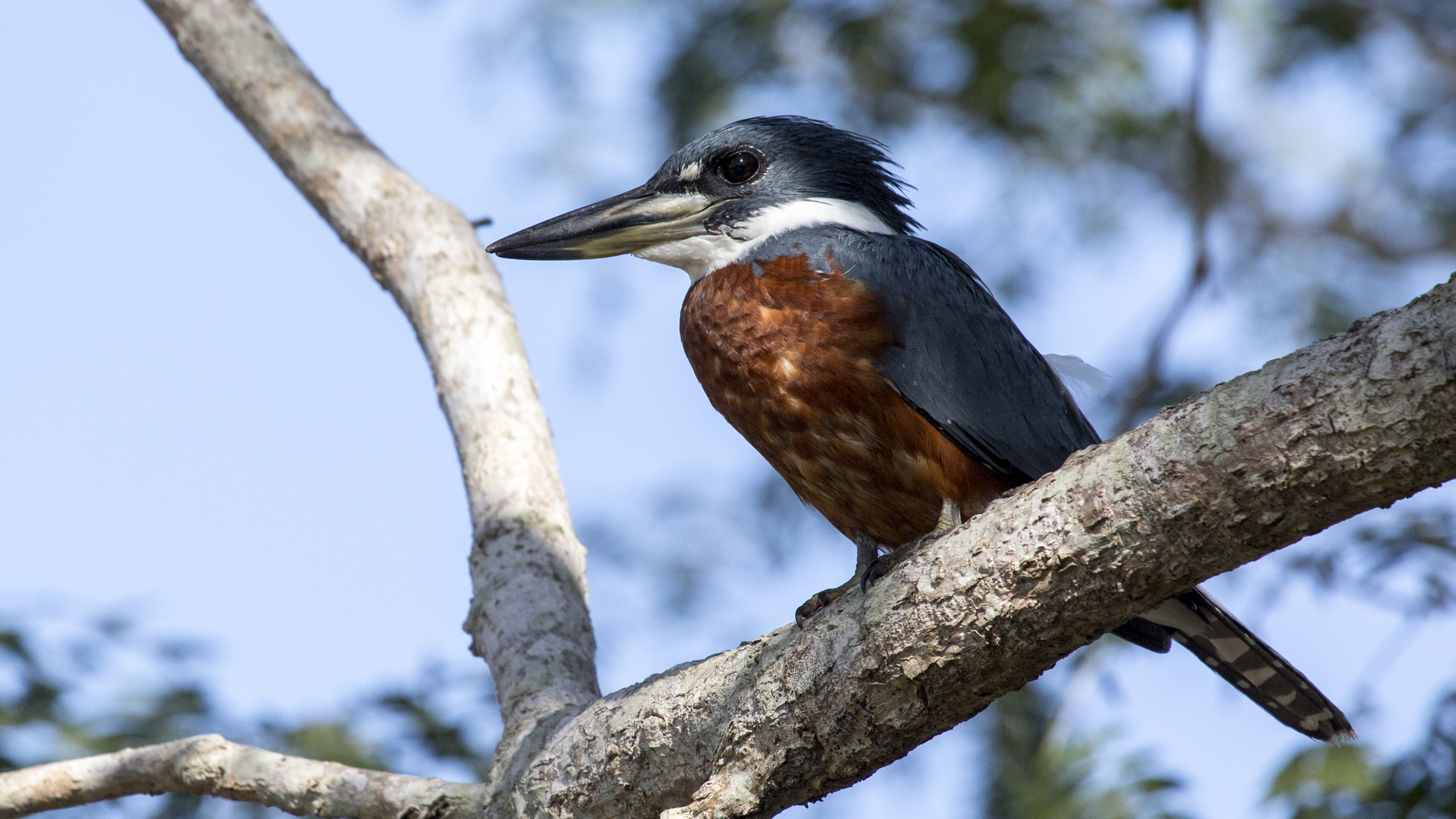 Vogel Pantanal I