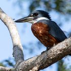 Vogel Pantanal I