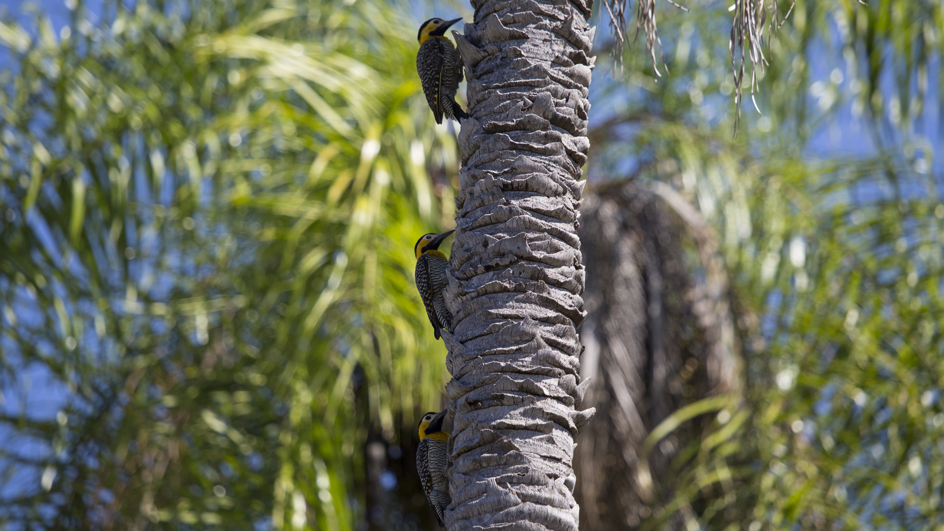 Vogel Pantanal II