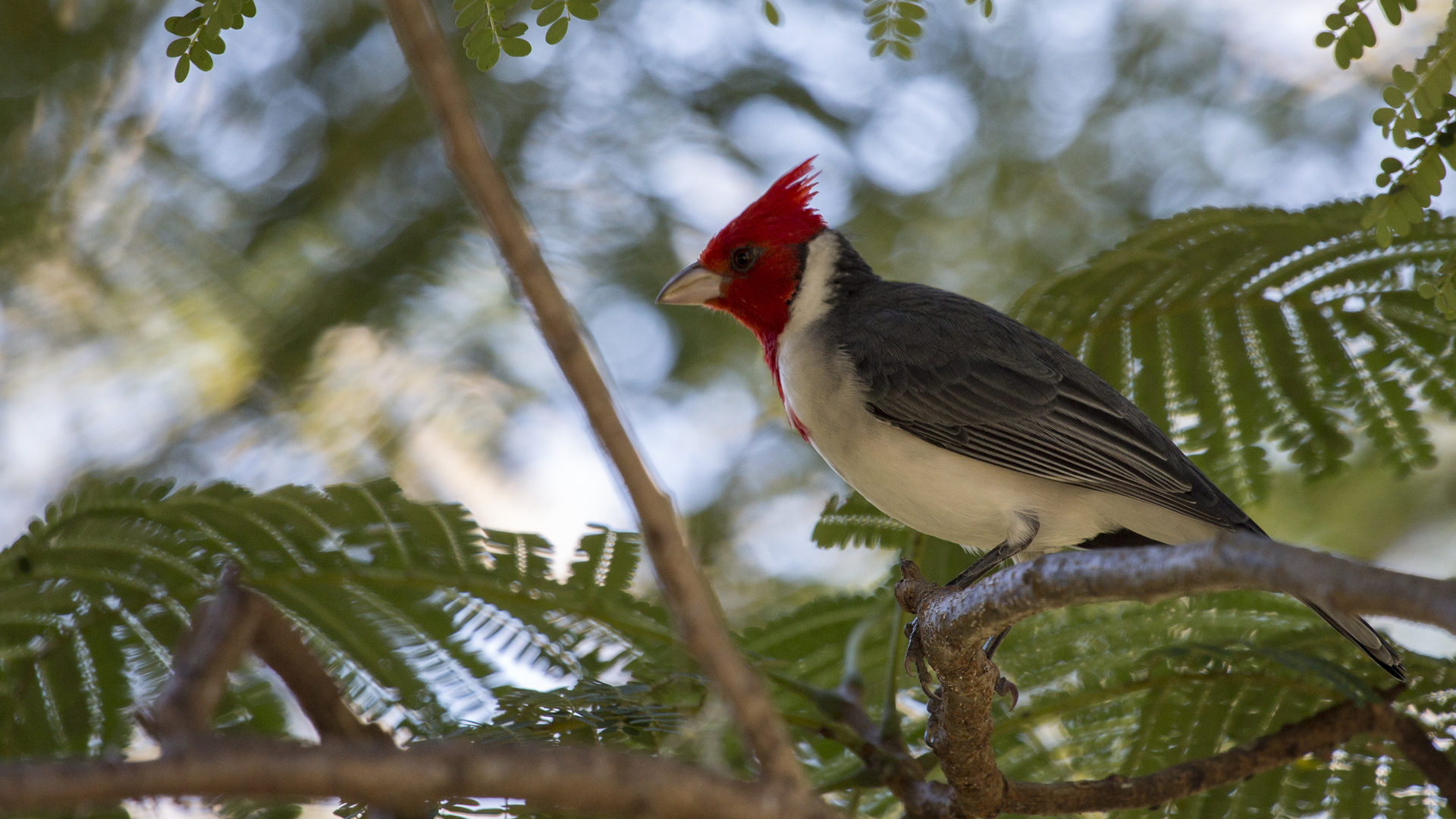 Vogel Pantanal III