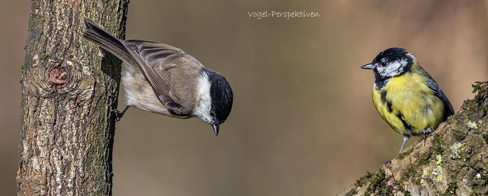 VOGEL-PERSPEKTIVEN