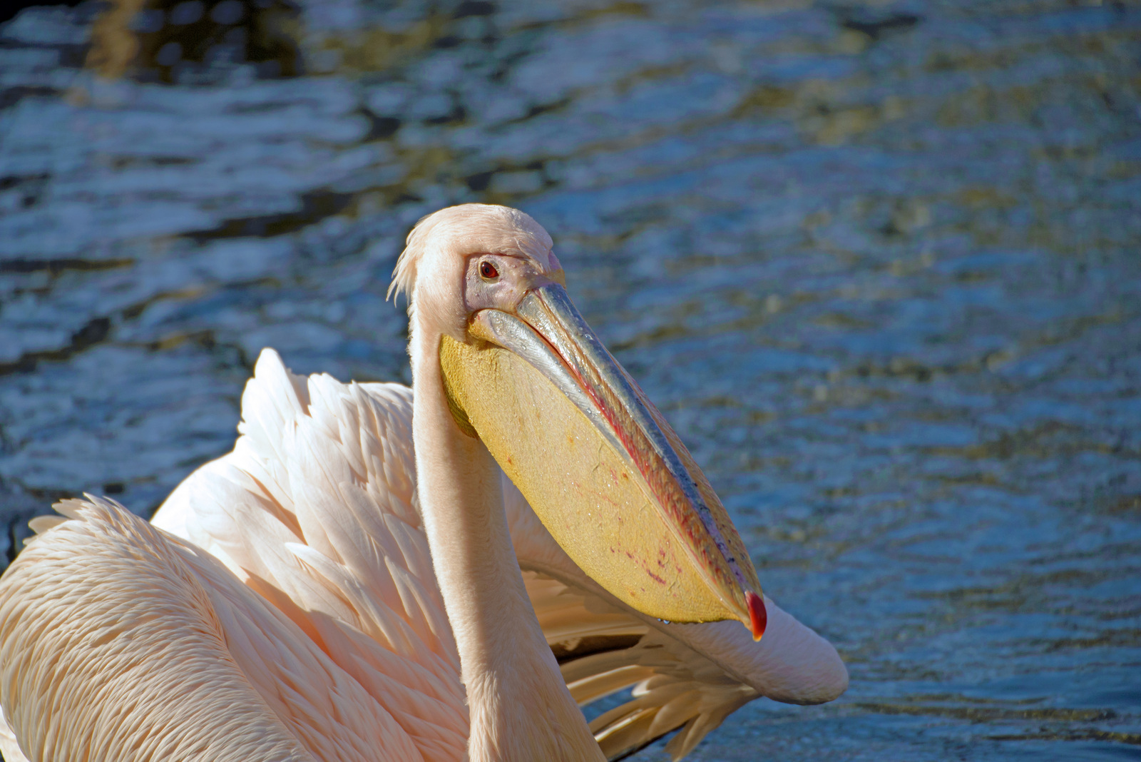 Vogel Porträt.