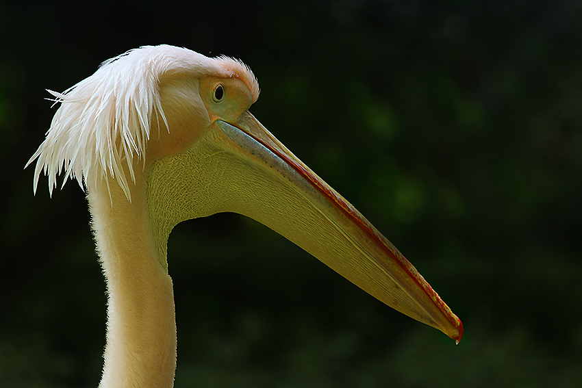 Vogel-Portrait