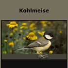 Vogel-Portrait. Kohlmaise. 