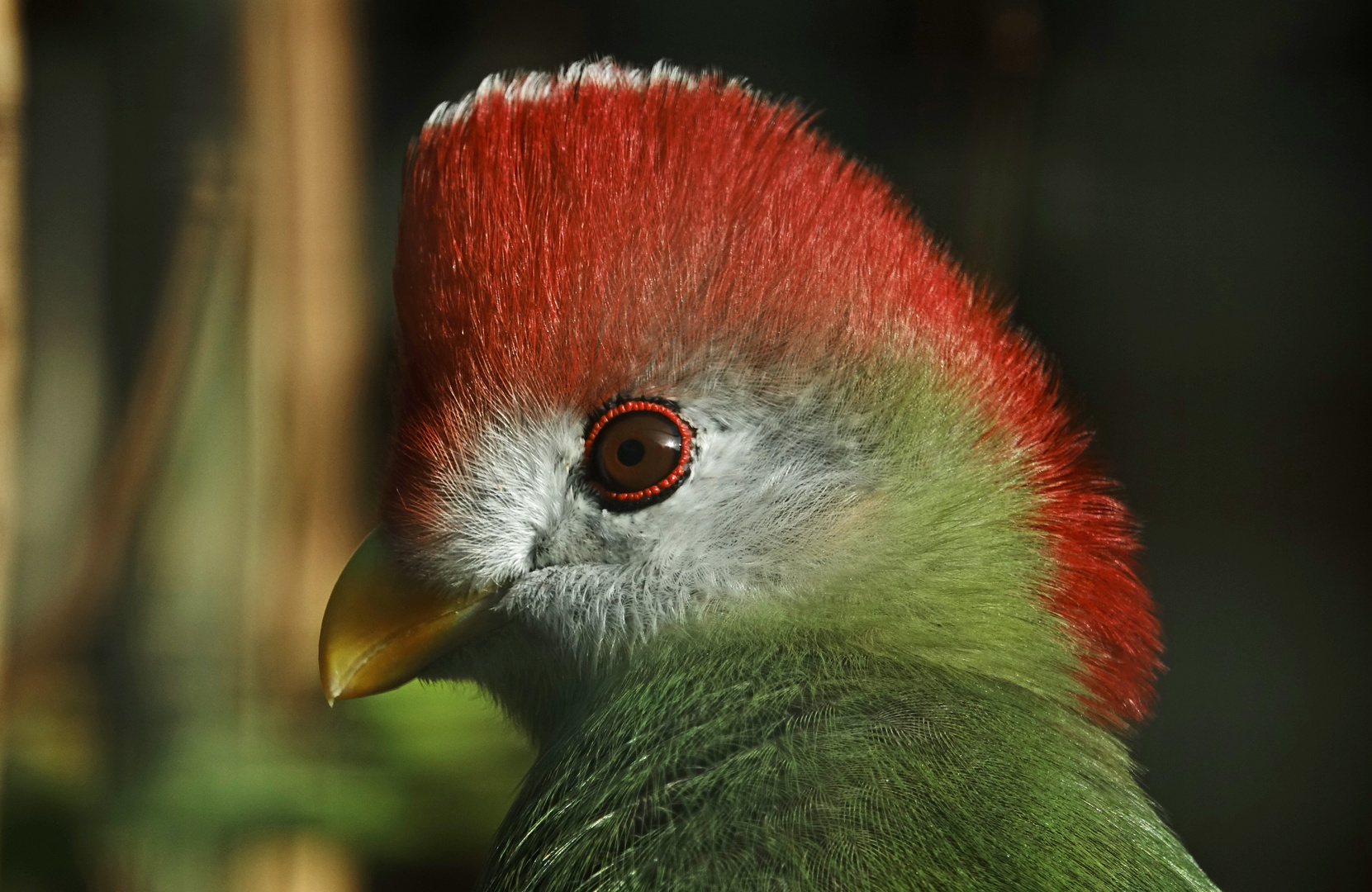 Vogel Portrait Nahaufnahme seitlich rot grün
