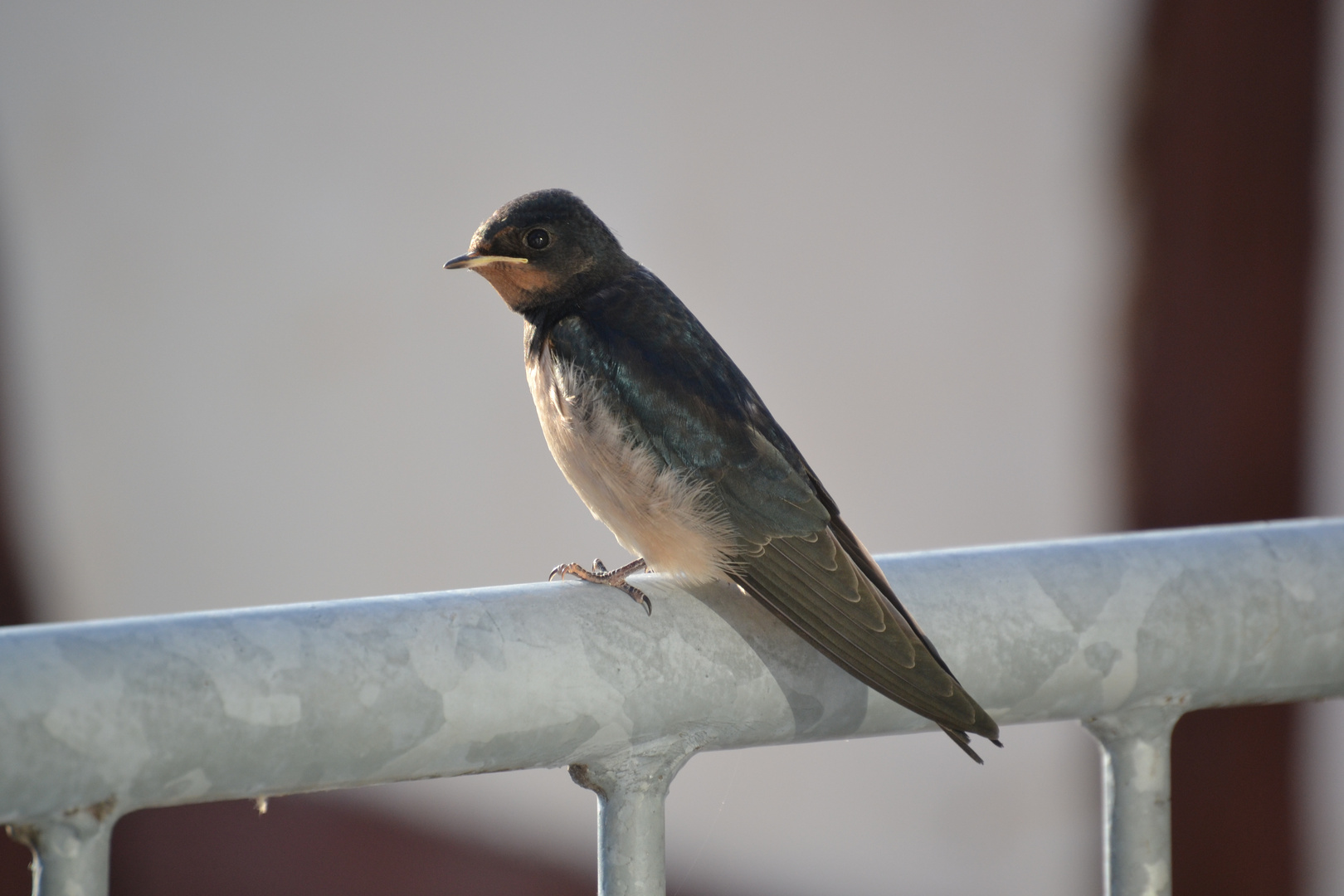 Vogel *Rauchschwalbe*