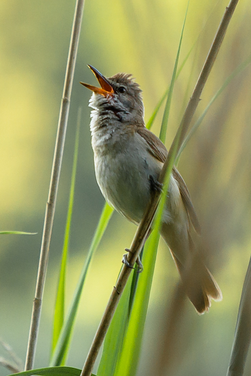 Vogel (Rohrsänger)