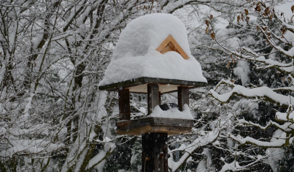 Vogel-Schneehaus von Klaus Thome 