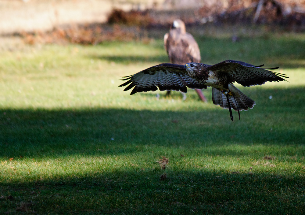 Vogel schnell