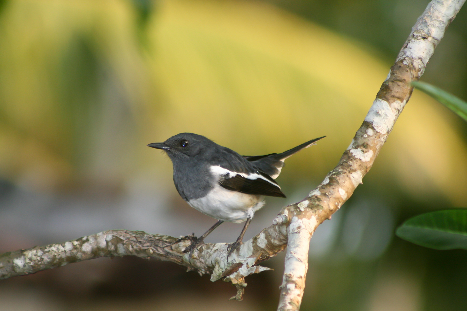 Vogel Schwarz/Weiß