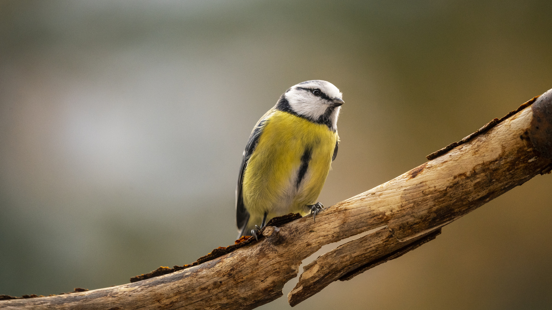 Vogel Shoot von zuhause 600mm