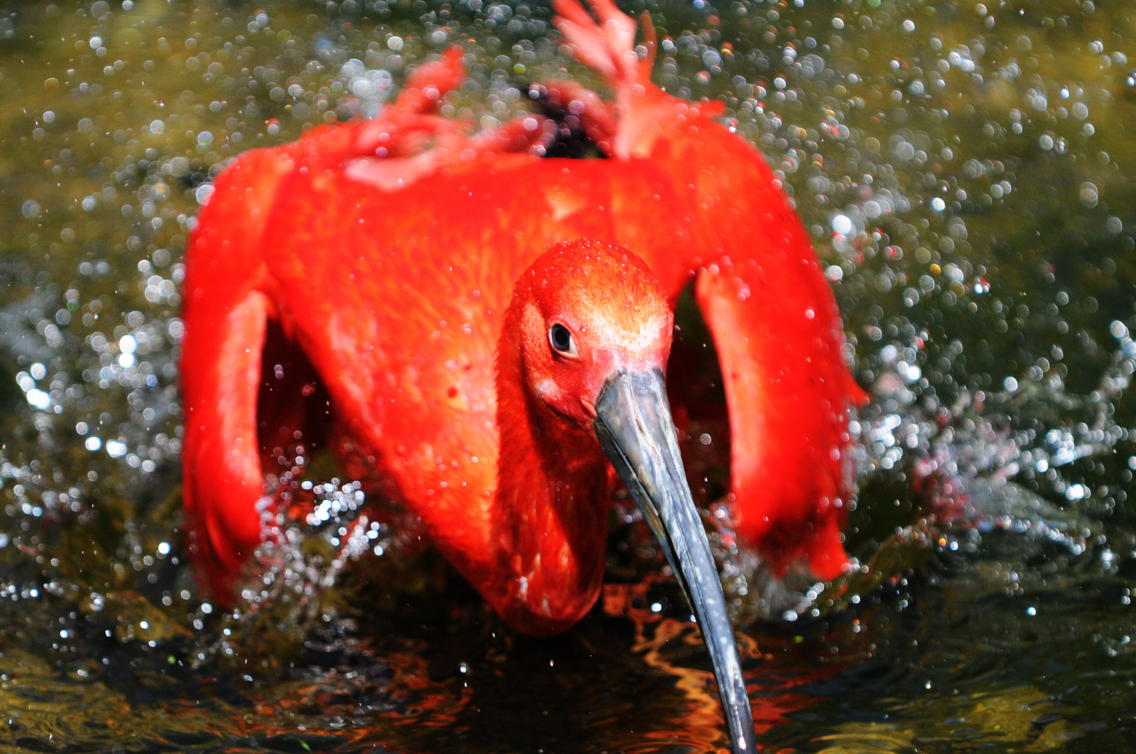 Vogel sieht rot