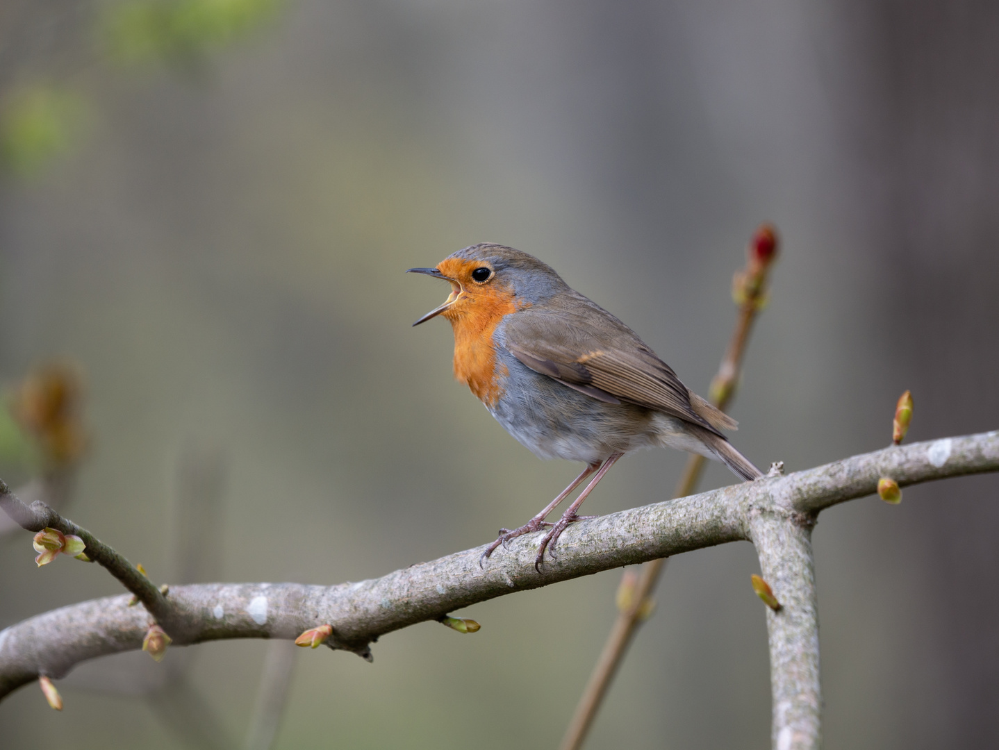 Vogel sing für mich!