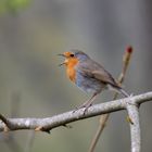 Vogel sing für mich!