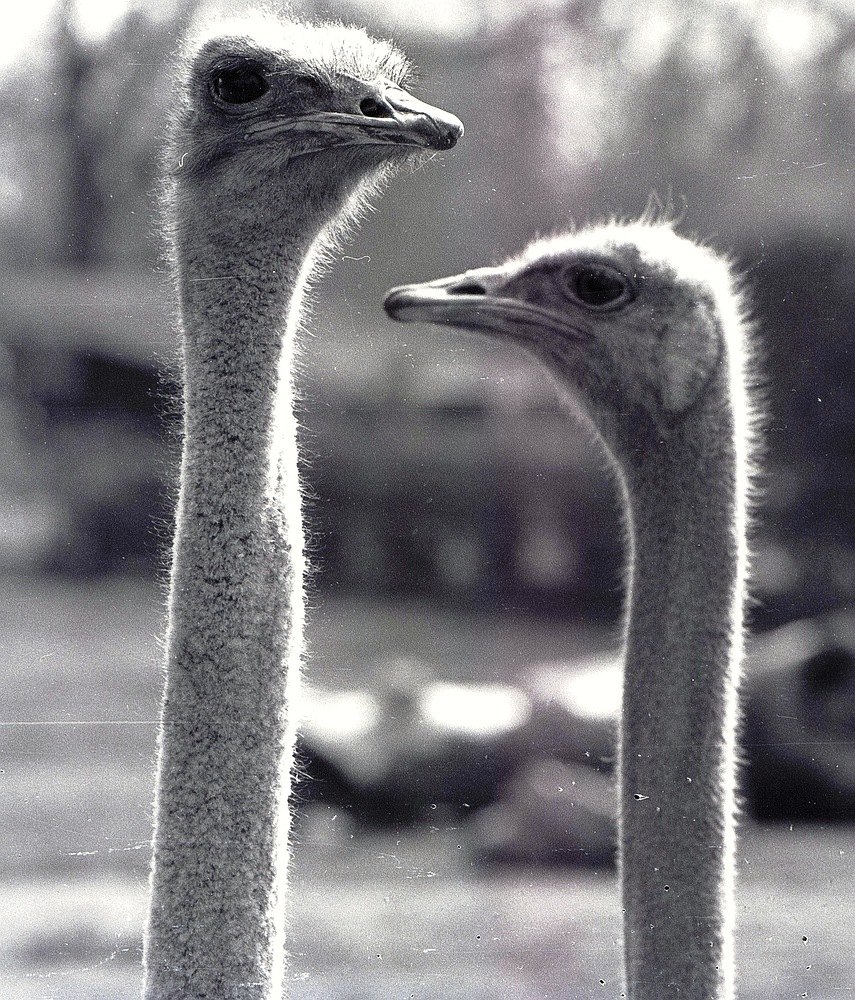 Vogel Stauß mit Gemahlin