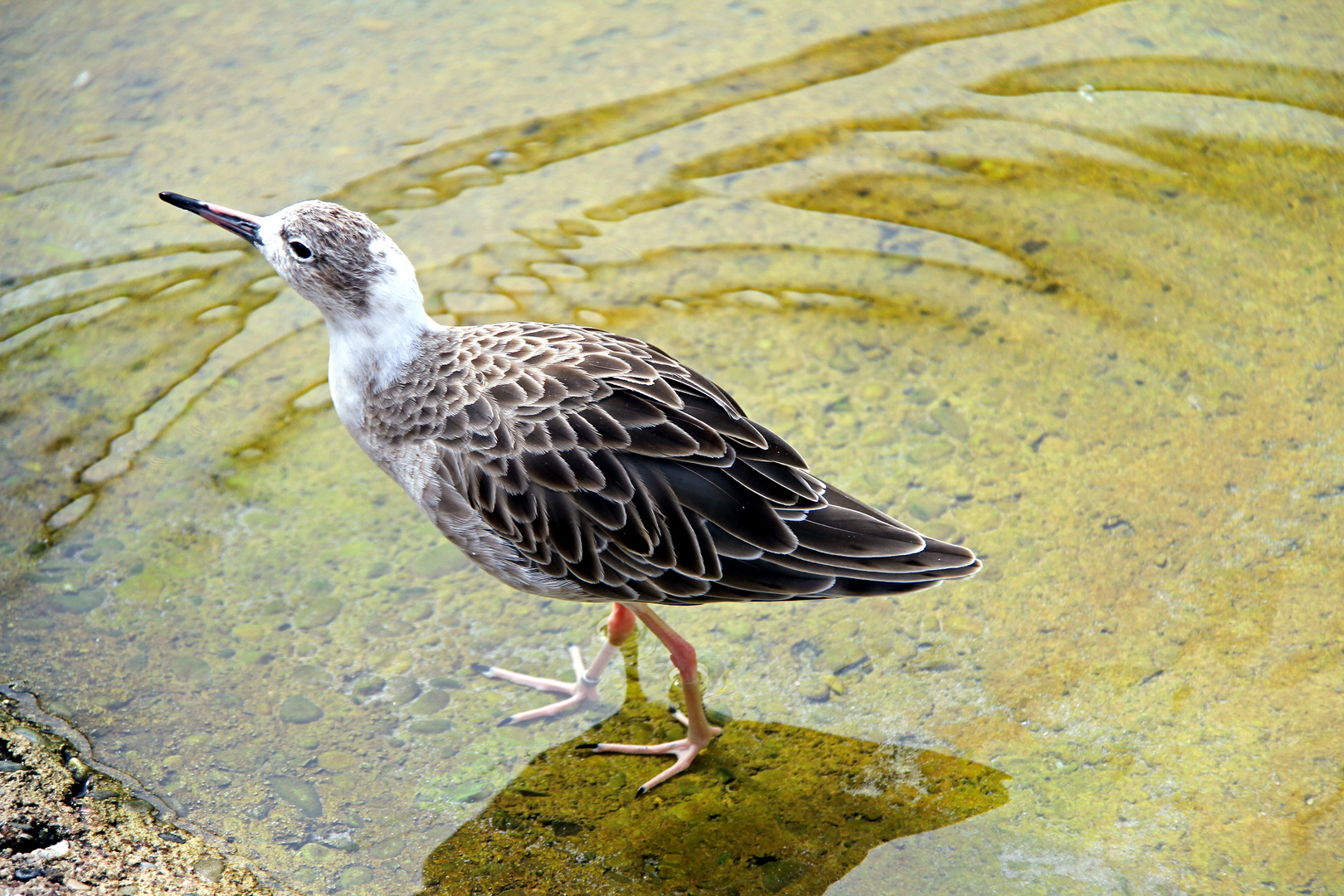 Vogel stolziert im Wasser im Zoo Heidelberg