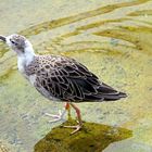 Vogel stolziert im Wasser im Zoo Heidelberg
