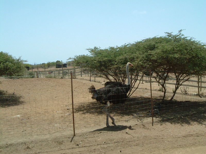 Vogel Strauß 2