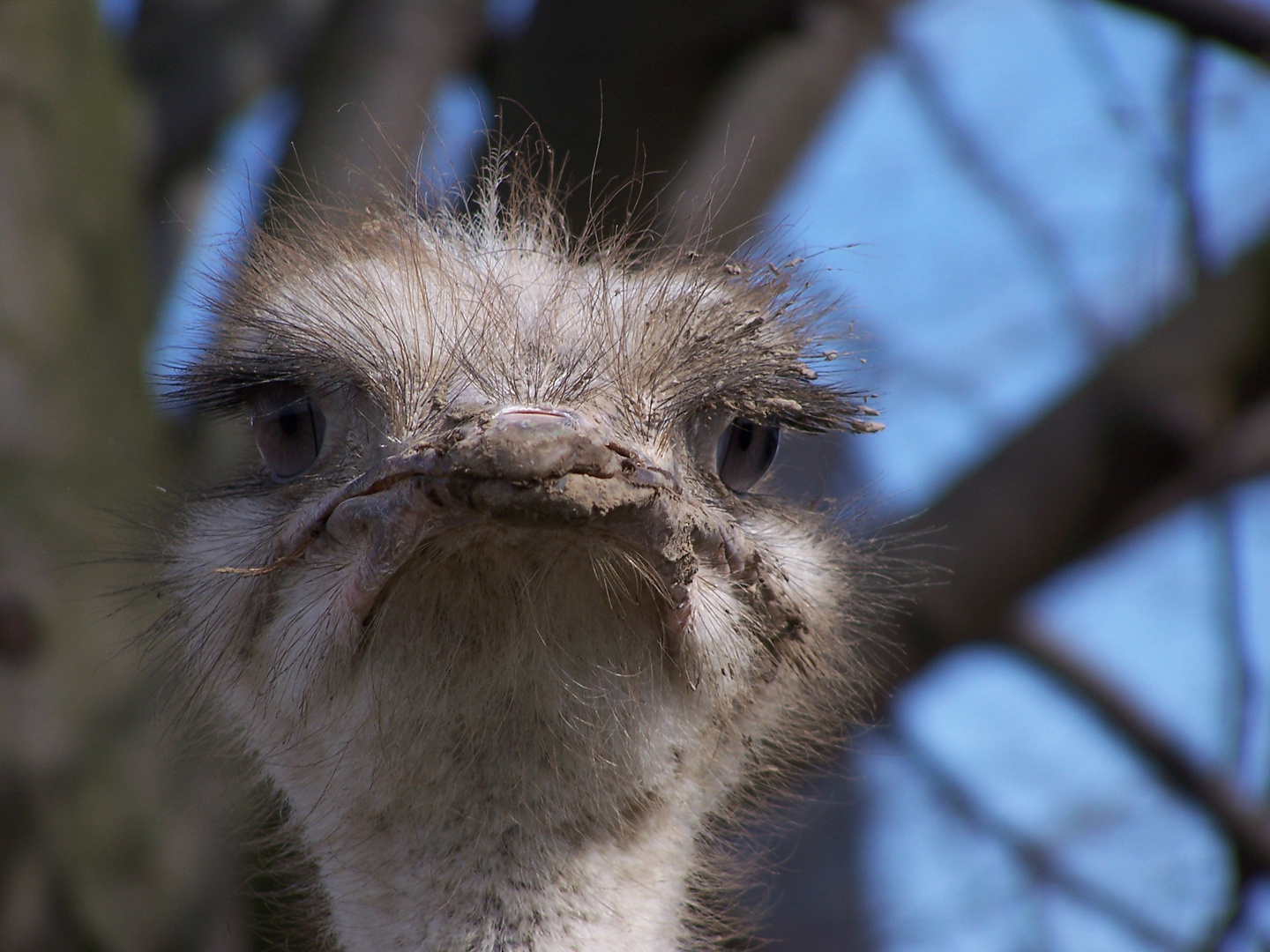 Vogel Strauß