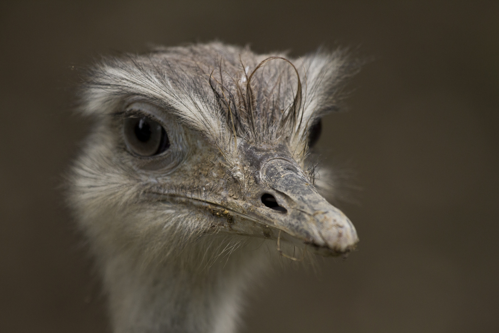 Vogel Strauß Foto & Bild tiere, zoo, wildpark & falknerei, vögel Bilder auf Vogel Strauß Foto & Bild tiere, zoo, wildpark & falknerei, vögel Bilder auf