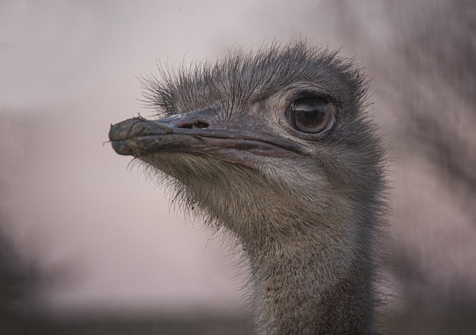 Vogel Strauß