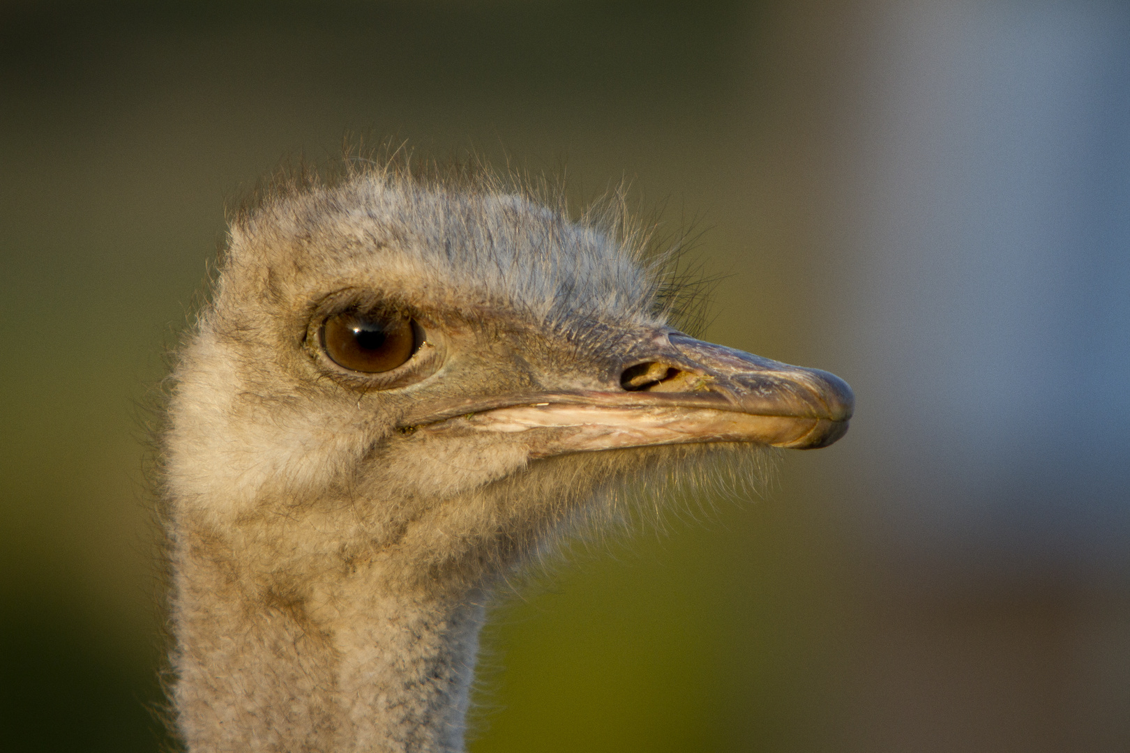 Vogel Strauß