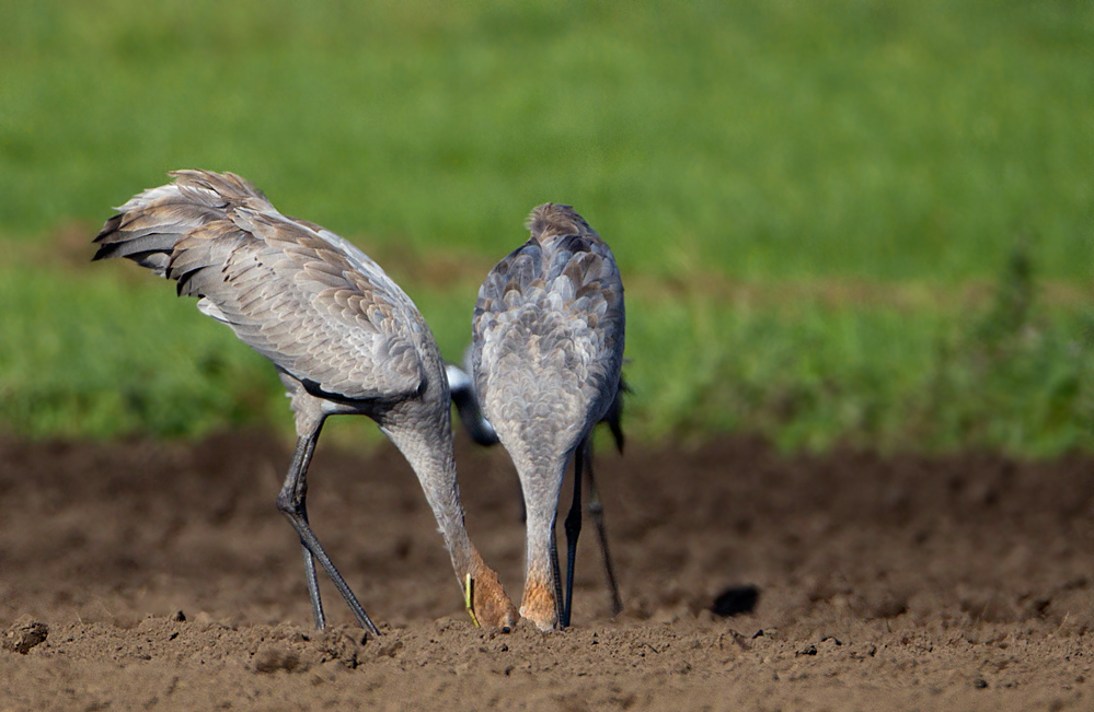 Vogel Strauß...