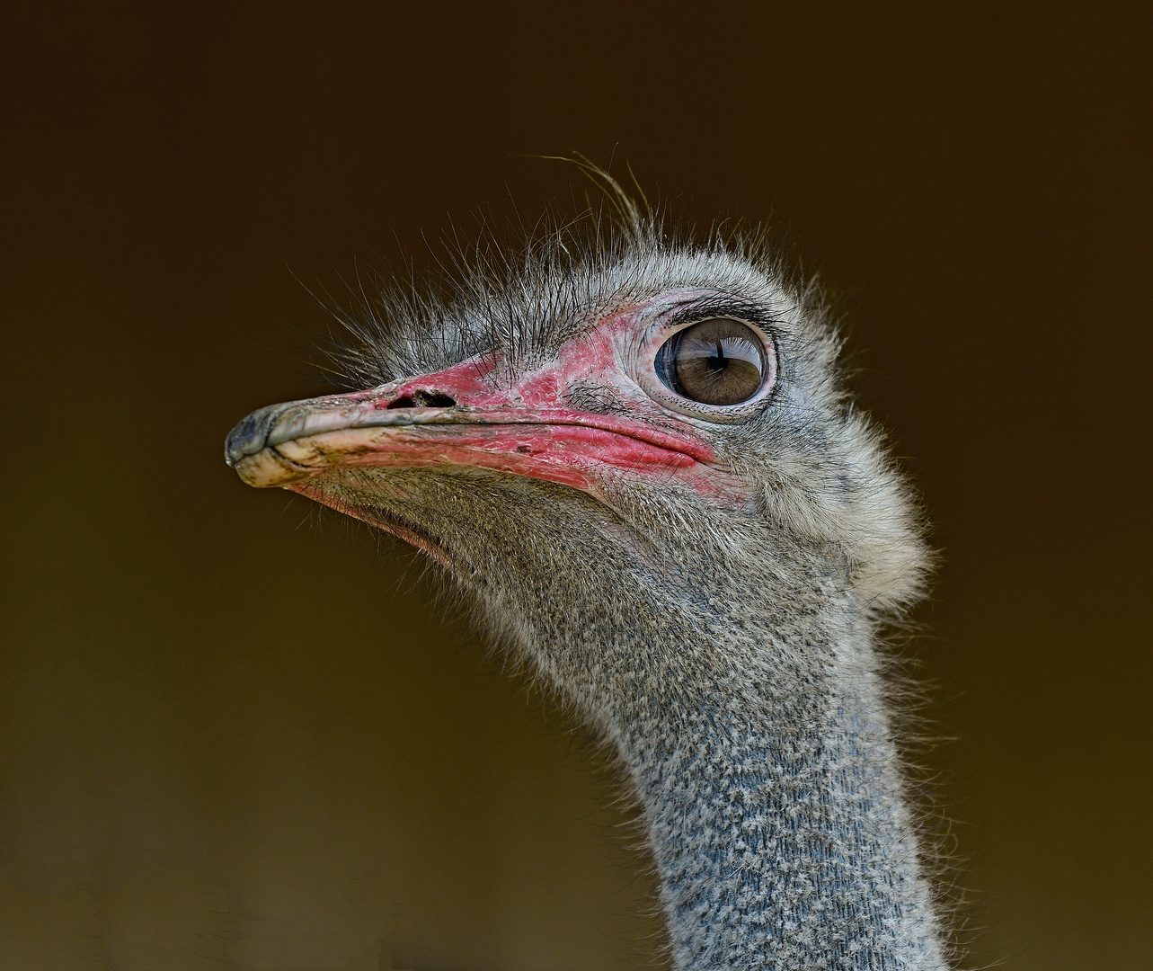 Vogel Strauß