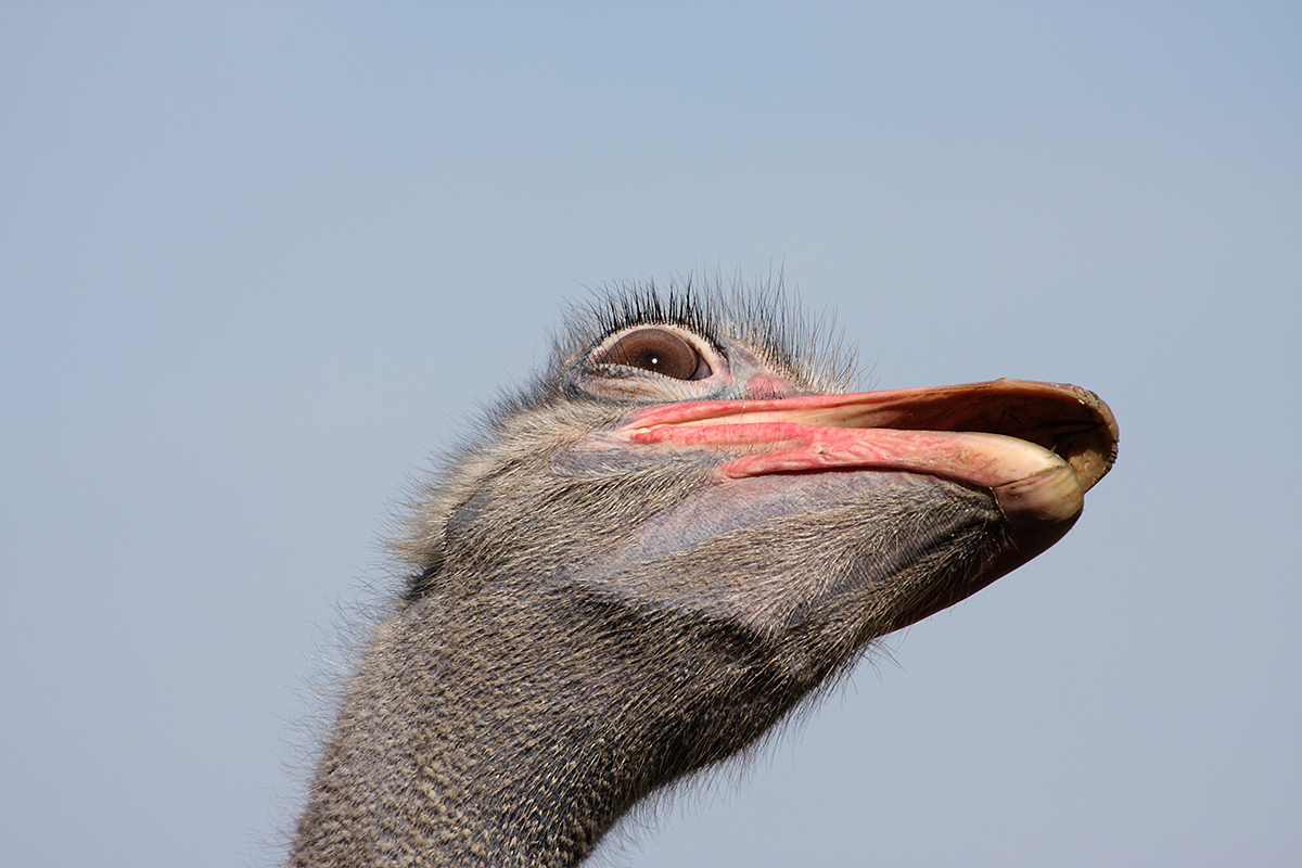 Vogel Strauß