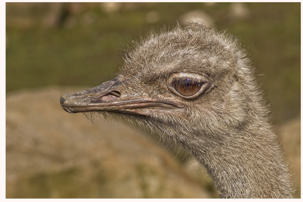 Vogel Strauß