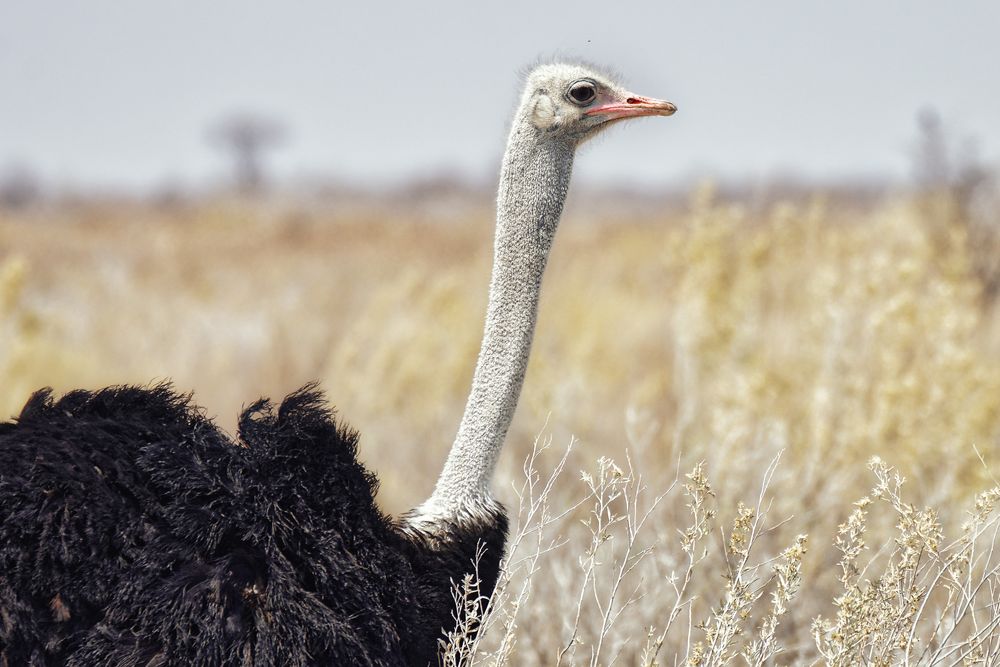 Vogel Strauß