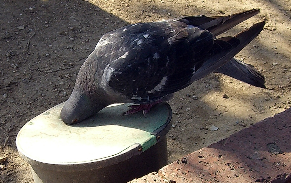 Vogel Strauß?