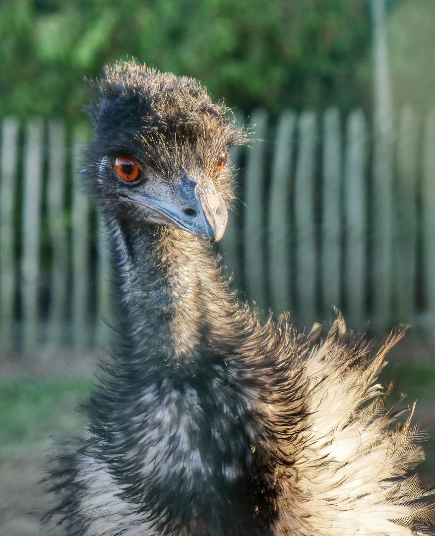 Vogel Strauß