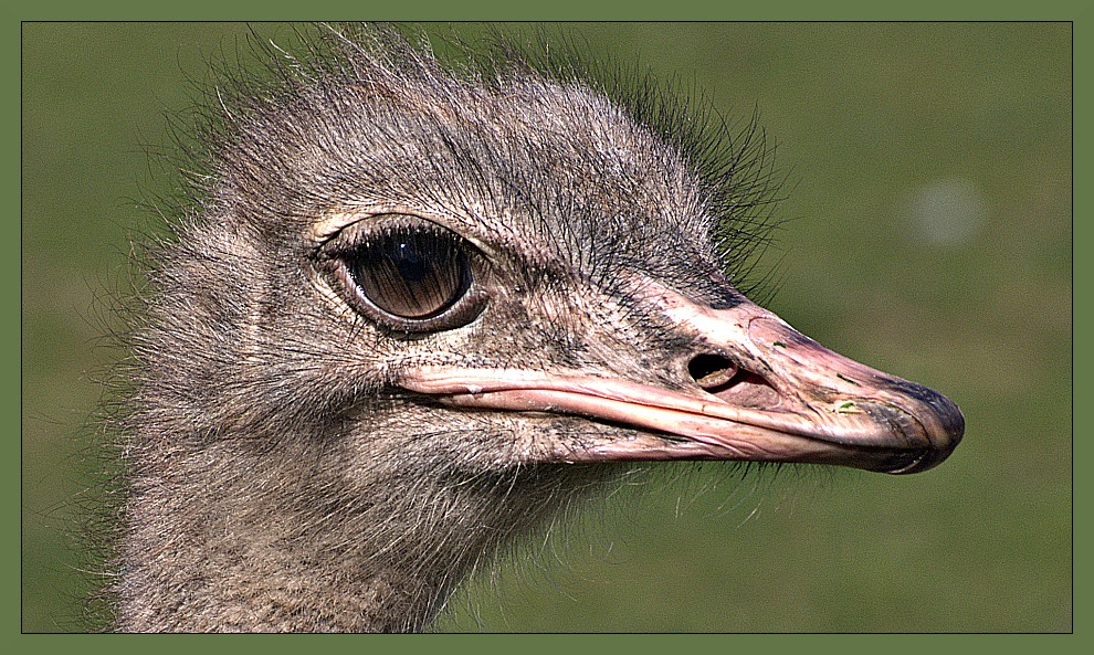 Vogel Strauß