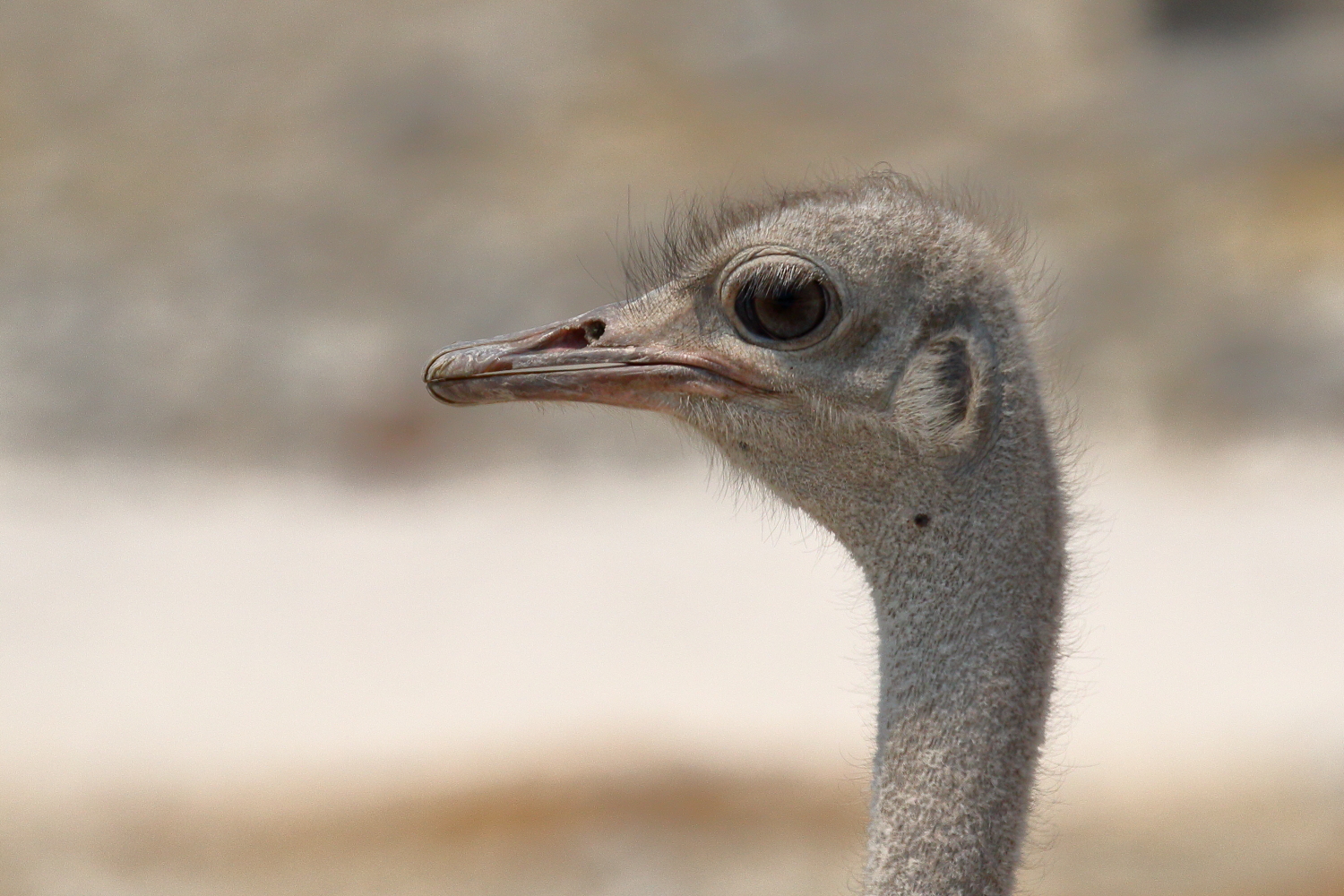 Vogel Strauß