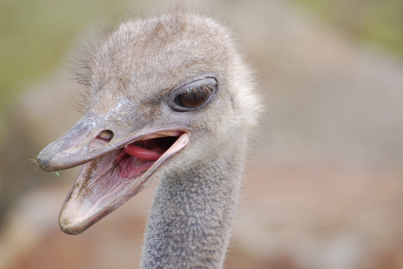 Vogel Strauß