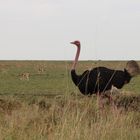 Vogel Strauß hat den Überblick