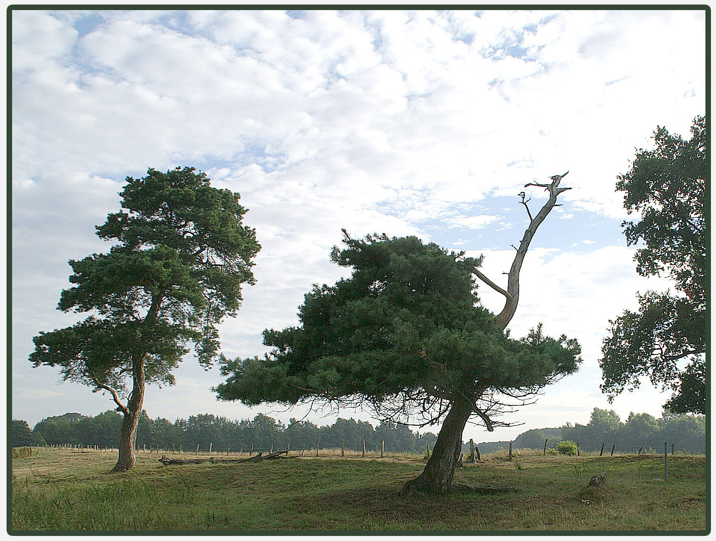 "Vogel Strauß" im Emsland