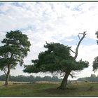 "Vogel Strauß" im Emsland