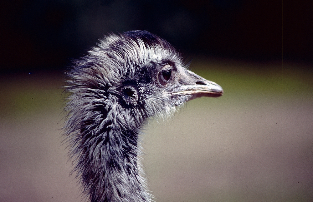 Vogel Strauß im Kölner Zoo (1985) (2)