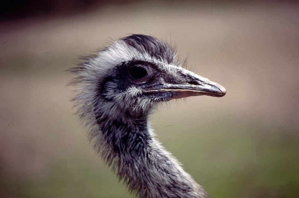 Vogel Strauß im Kölner Zoo (1985) (3)