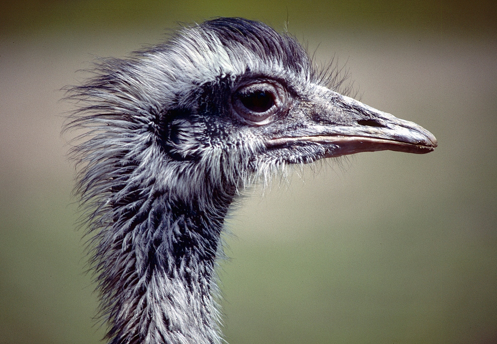 Vogel Strauß im Kölner Zoo (1985) (4)