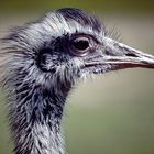 Vogel Strauß im Kölner Zoo (1985) (4)