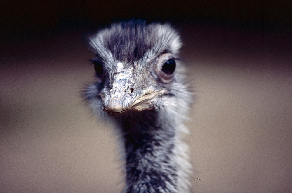 Vogel Strauß im Kölner Zoo (1985)