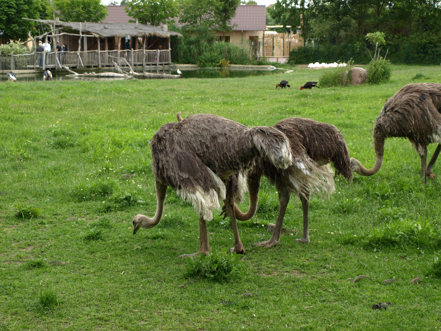 Vogel Strauß in Gesellschaft