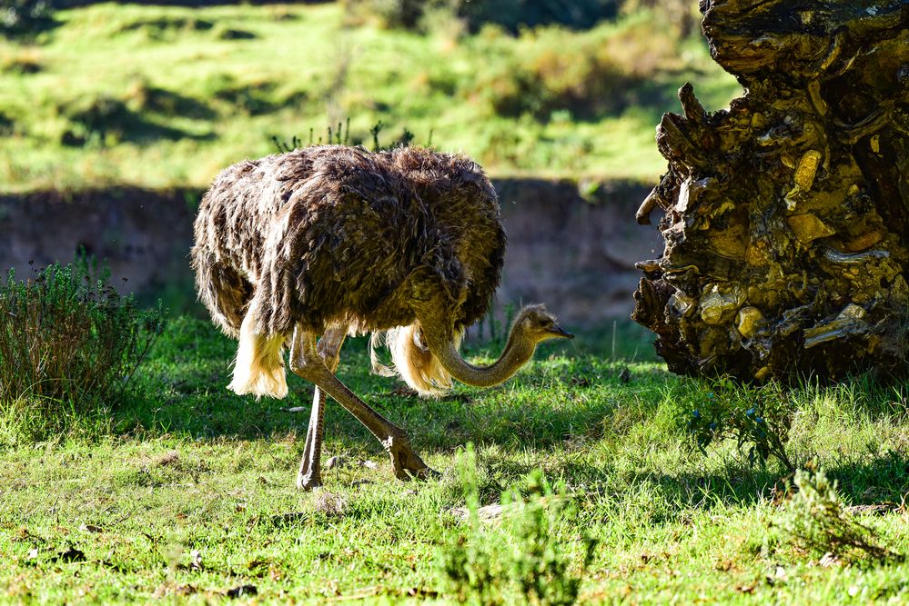 Vogel Strauß.................DSC_4122