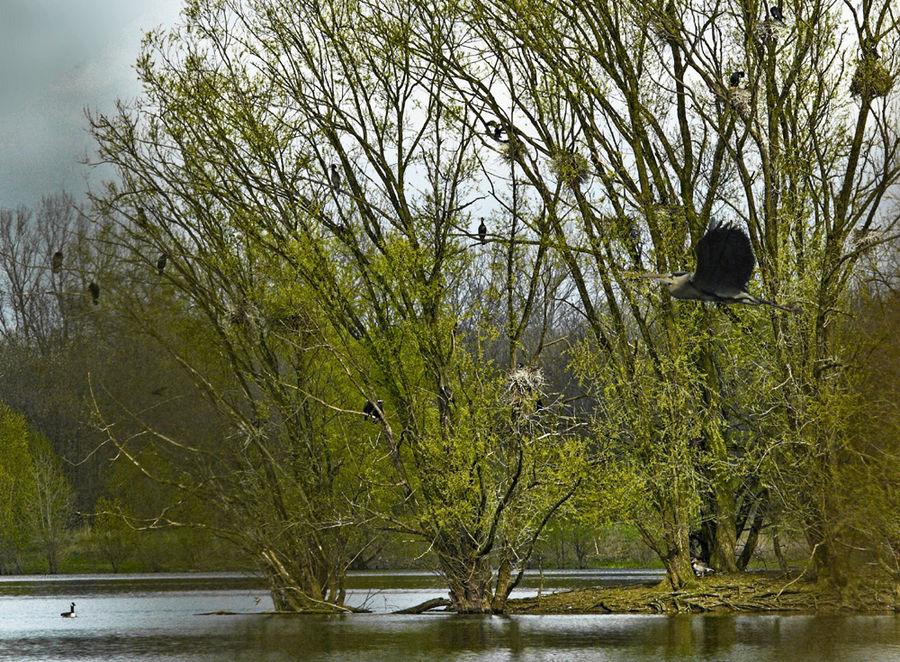 Vogel-Suchbild