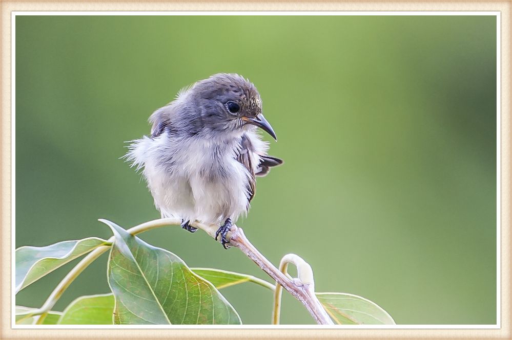 Vogel Thailand Koh Chang