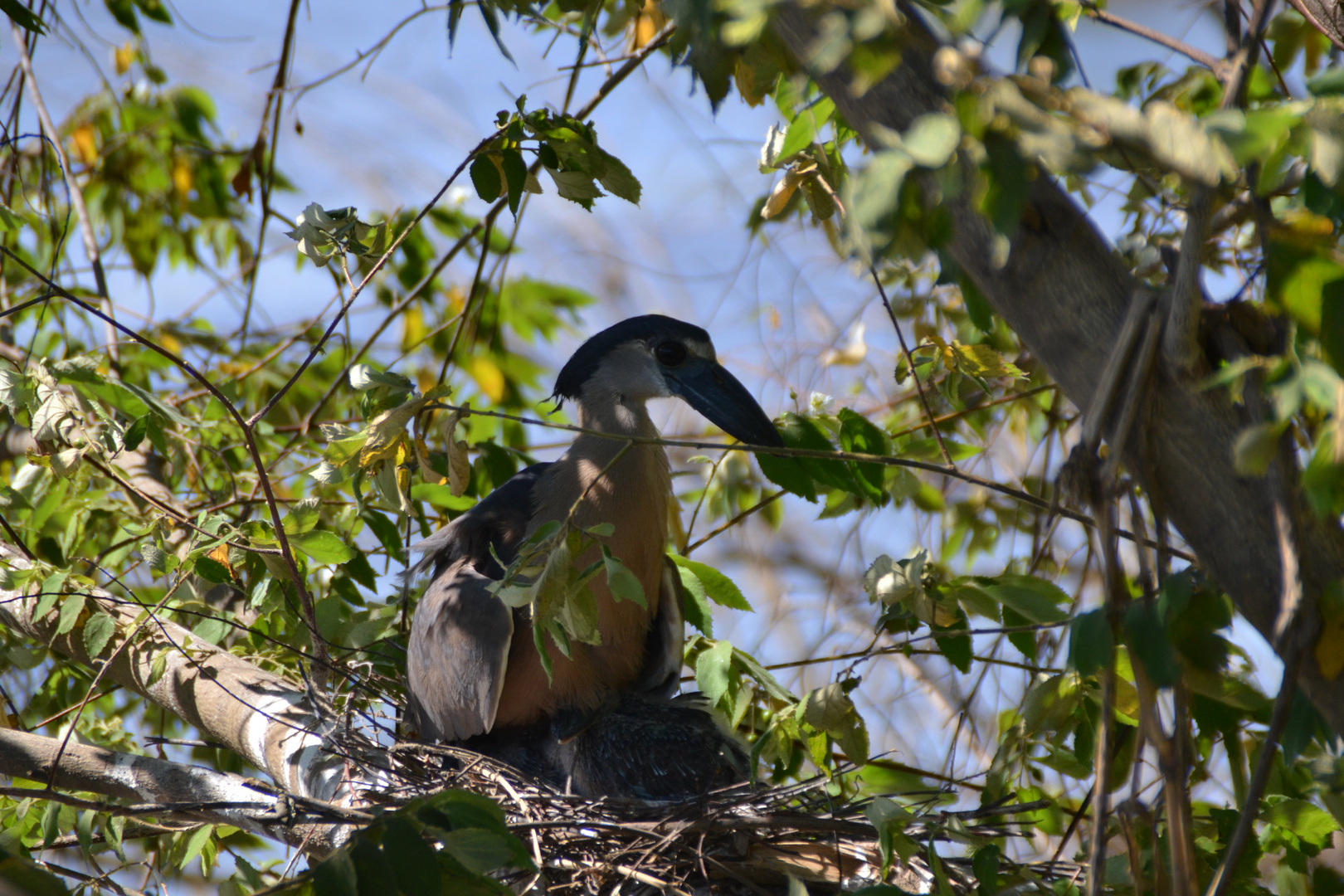 Vogel Tortuguero Natialpark